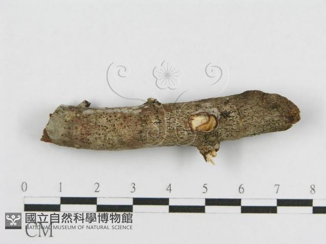 登錄號:F0010464藏品圖，第1張