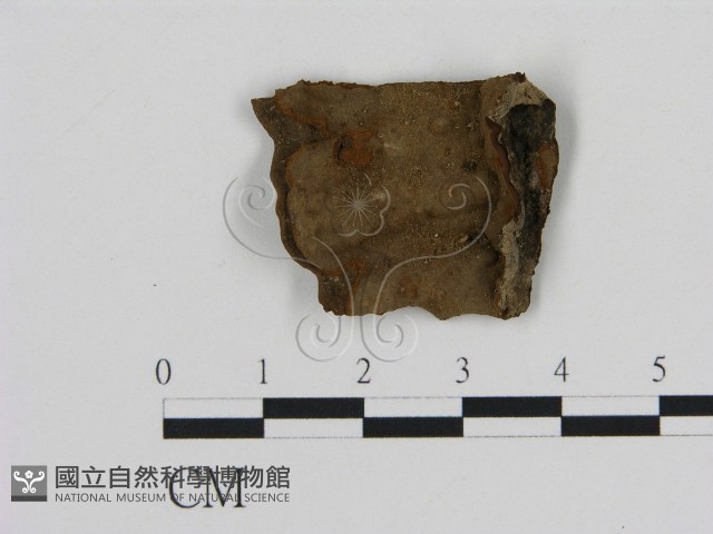 登錄號:F0016464藏品圖，第1張