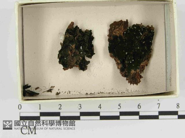 登錄號:F0021464藏品圖，第1張