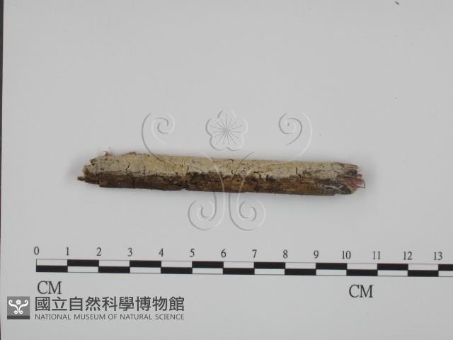 登錄號:F0001464藏品圖，第1張