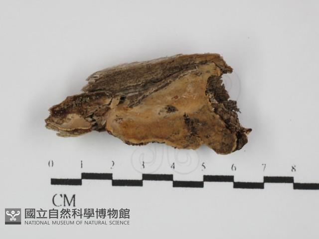 登錄號:F0031464藏品圖，第1張