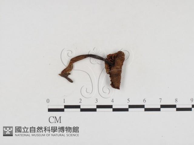 小菇屬藏品圖，第1張