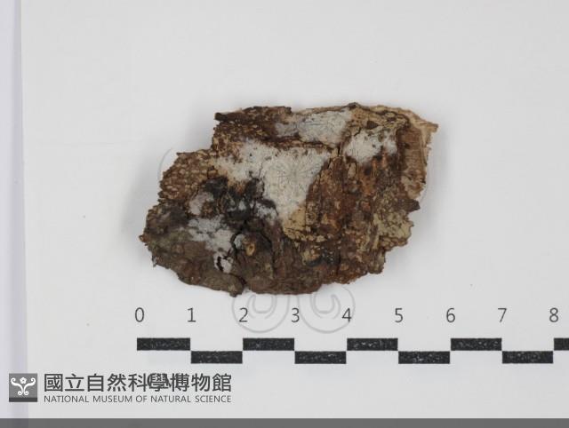 登錄號:F0034464藏品圖，第1張