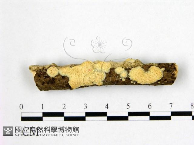 登錄號:F0022464藏品圖，第1張