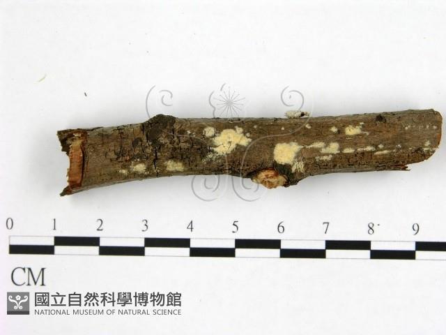 登錄號:F0002464藏品圖，第1張