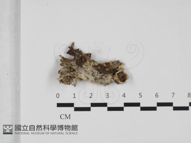 登錄號:F0032464藏品圖，第1張