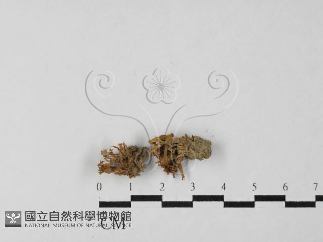 登錄號:F0027464藏品圖，第1張