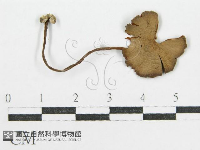 登錄號:F0007464藏品圖，第1張