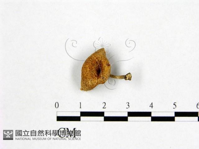 登錄號:F0005464藏品圖，第3張