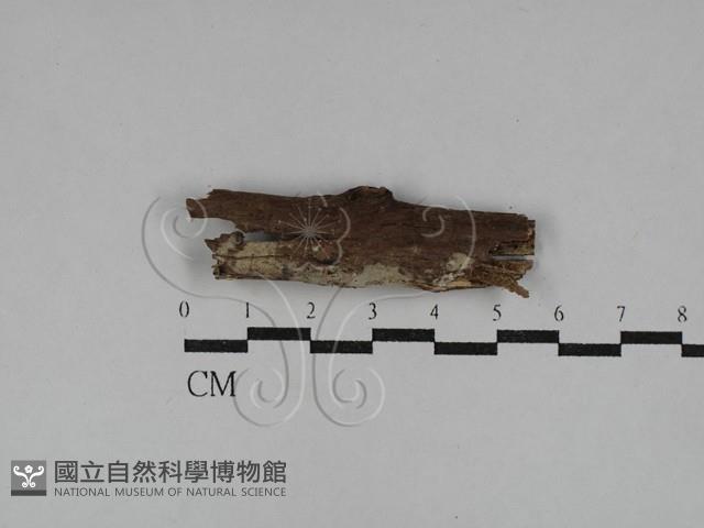 登錄號:F0029464藏品圖，第1張