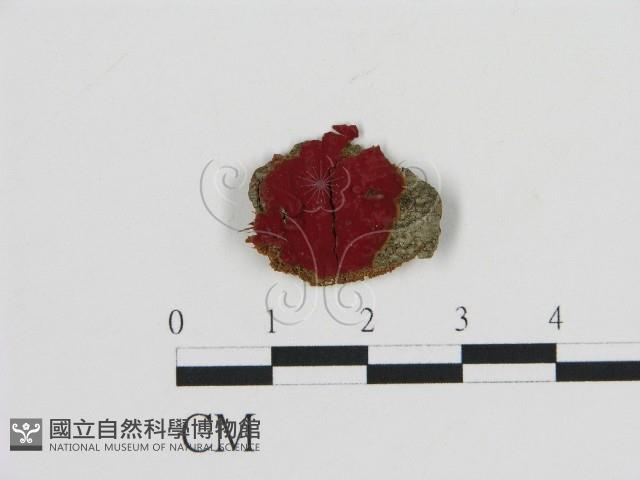 登錄號:F0009464藏品圖，第1張