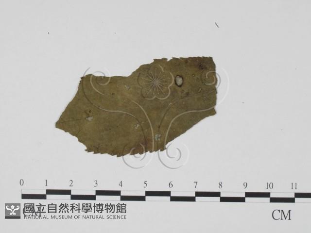 登錄號:F0019464藏品圖，第1張