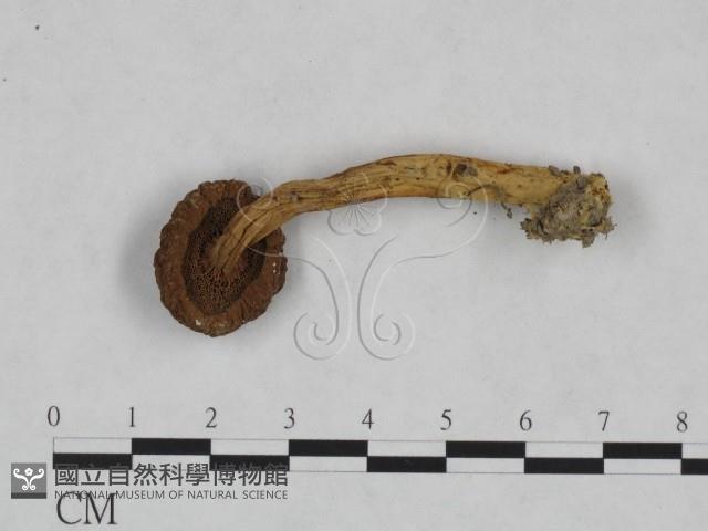 登錄號:F0023464藏品圖，第1張