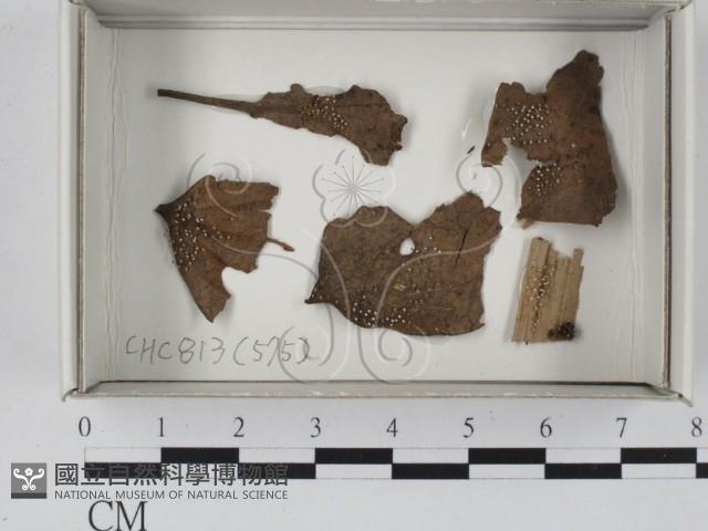 登錄號:F0003464藏品圖，第1張