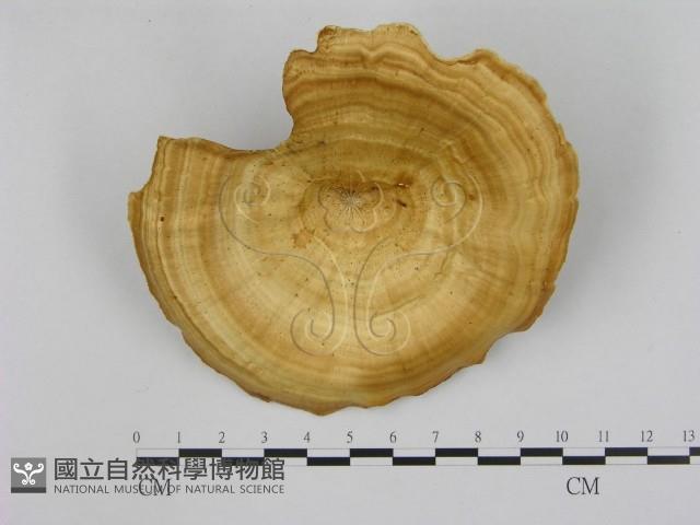 黄柄小孔菌藏品圖，第1張