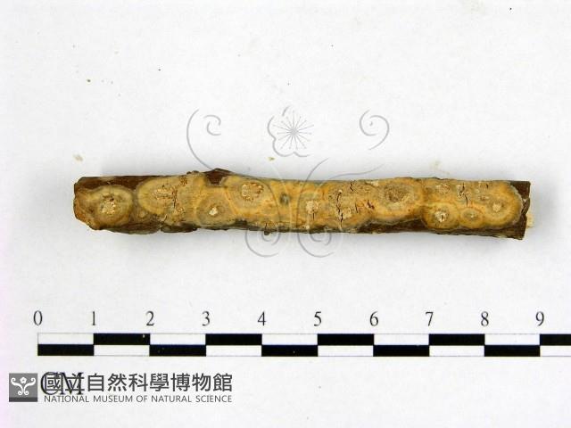 登錄號:F0018764藏品圖，第1張