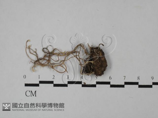 登錄號:F0020764藏品圖，第1張