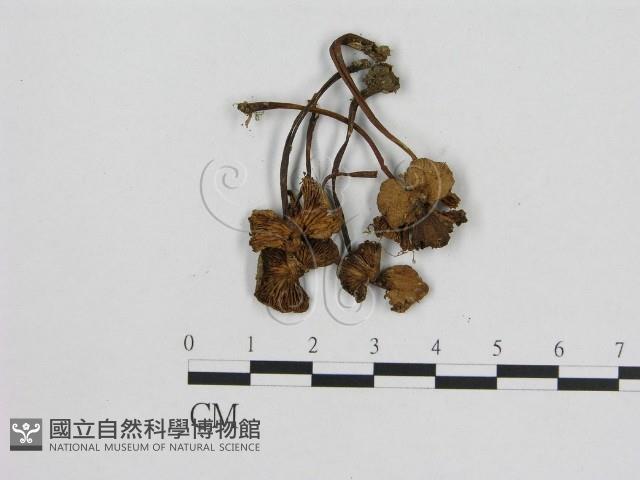 小菇屬藏品圖，第1張