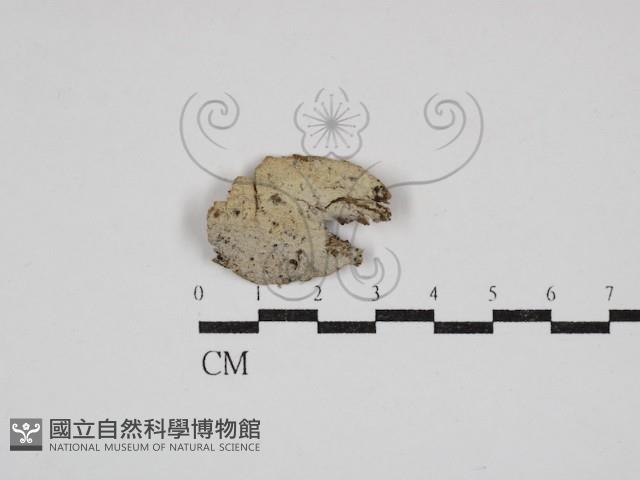 登錄號:F0030764藏品圖，第1張