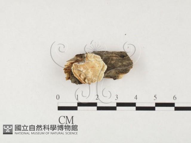 骨皮菌屬藏品圖，第1張
