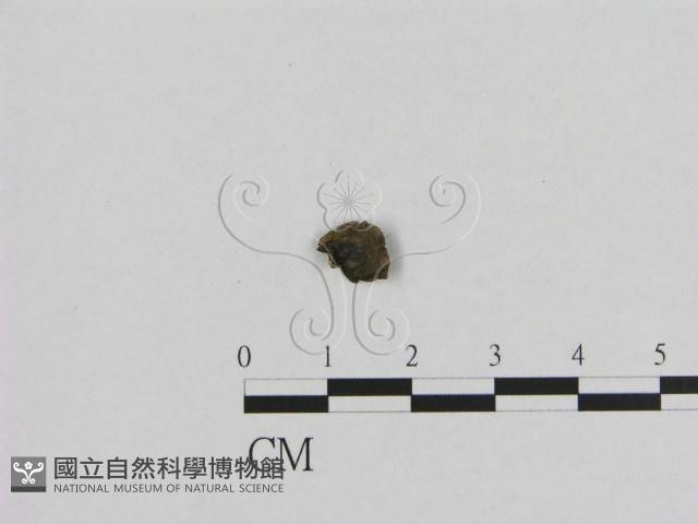 登錄號:F0001764藏品圖，第1張