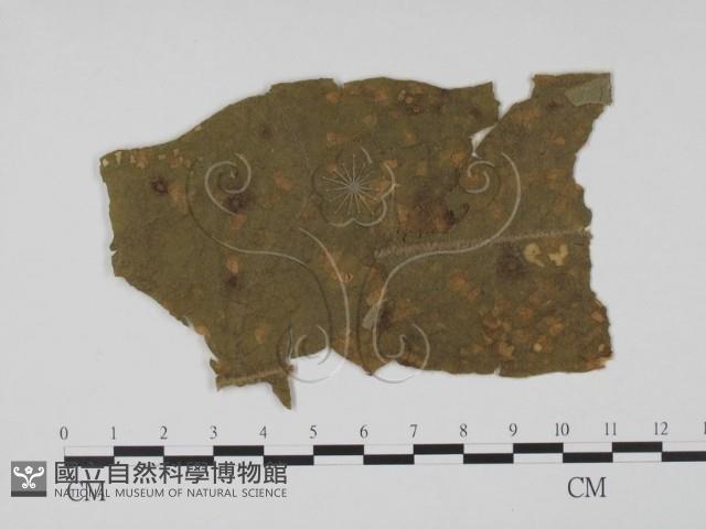 登錄號:F0011764藏品圖，第1張