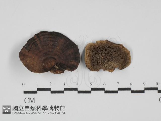 蜂窩菌屬藏品圖，第1張