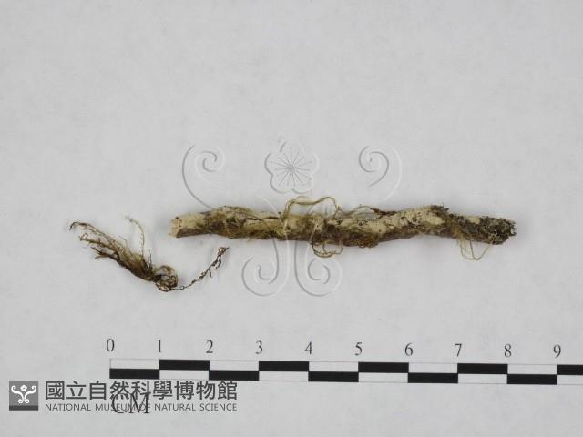 登錄號:F0024764藏品圖，第1張