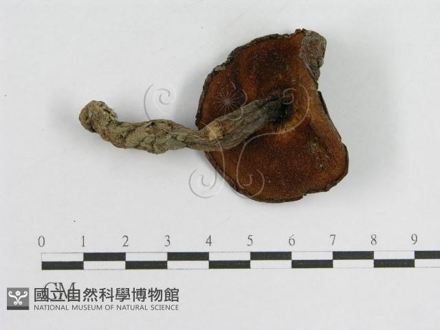 登錄號:F0004764藏品圖，第1張