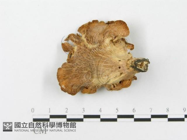 登錄號:F0014764藏品圖，第1張