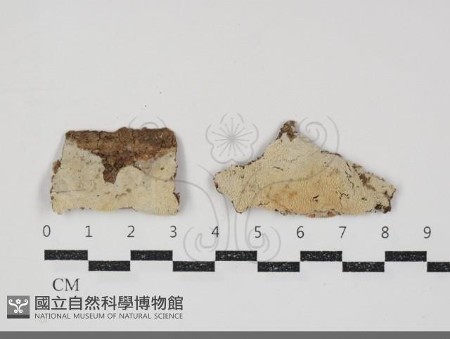 登錄號:F0034764藏品圖，第1張