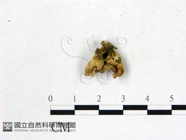 韌革菌屬藏品圖，第1張