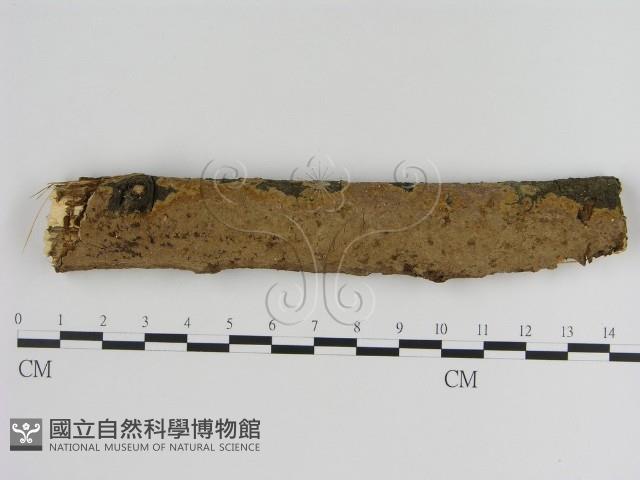 刺革菌屬藏品圖，第1張