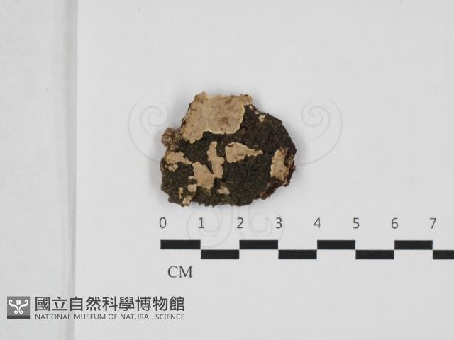刺皮菌屬藏品圖，第1張