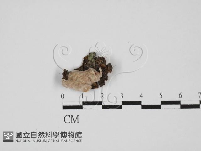 附毛菌屬藏品圖，第1張