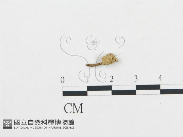 登錄號:F0007764藏品圖，第1張