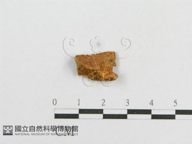 登錄號:F0017764藏品圖，第1張
