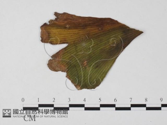 登錄號:F0025764藏品圖，第1張