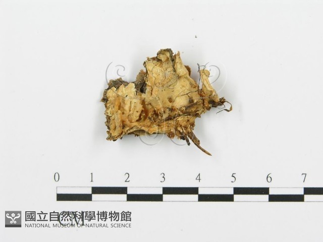 登錄號:F0005764藏品圖，第1張