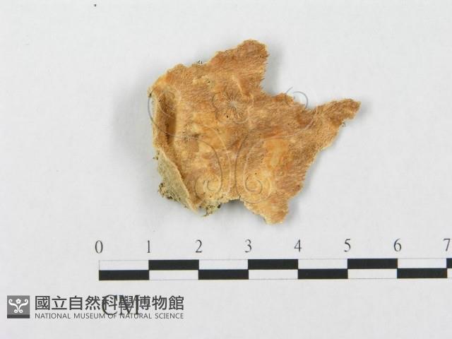 登錄號:F0009764藏品圖，第1張