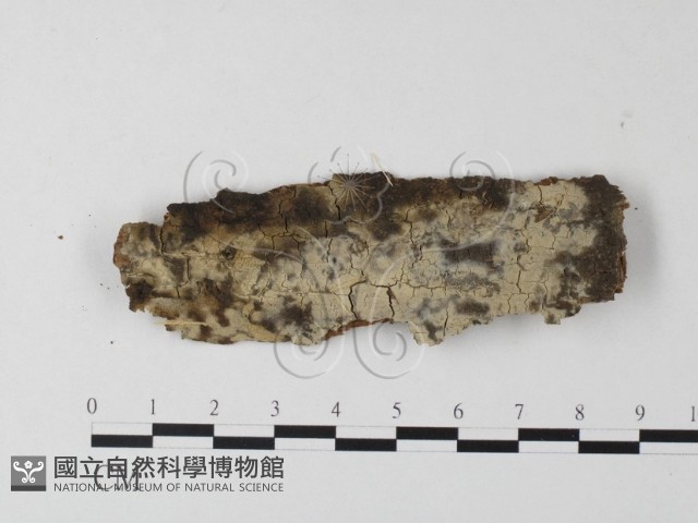 登錄號:F0023764藏品圖，第1張