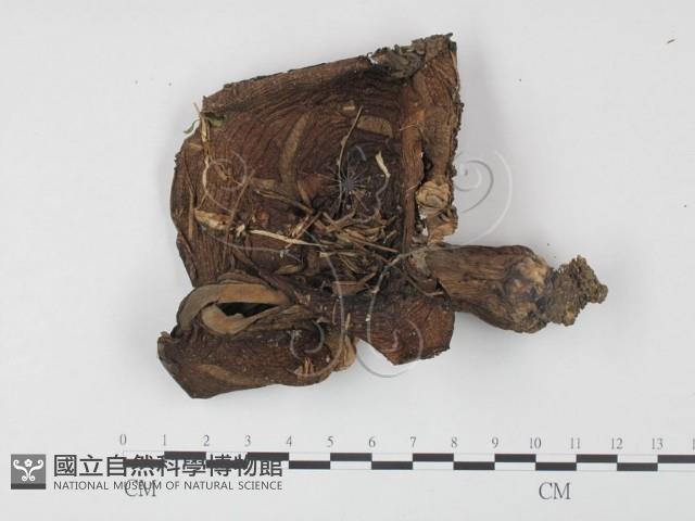 登錄號:F0003764藏品圖，第1張