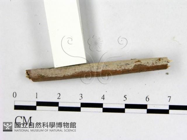 登錄號:F0013764藏品圖，第1張