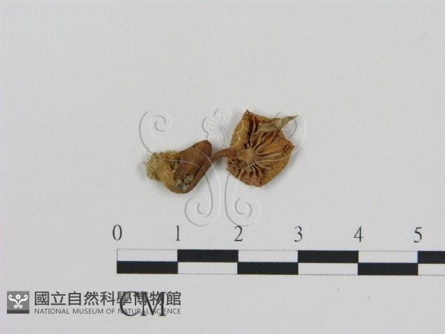 登錄號:F0008564藏品圖，第1張