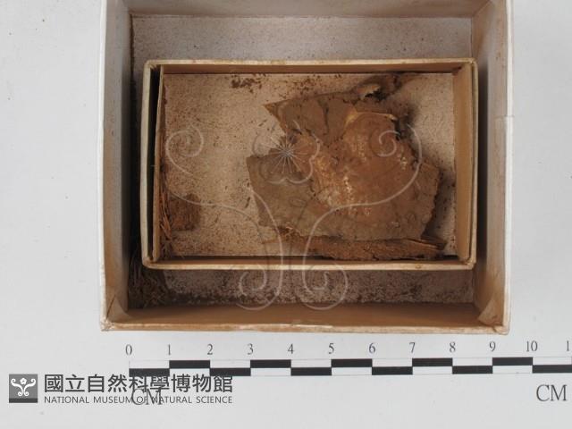 登錄號:F0018564藏品圖，第1張