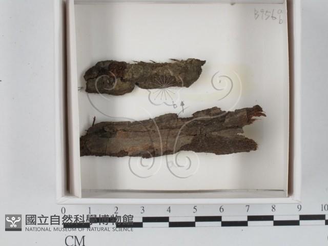 登錄號:F0020564藏品圖，第1張
