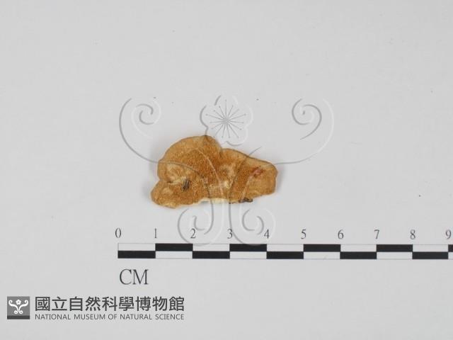登錄號:F0010564藏品圖，第1張