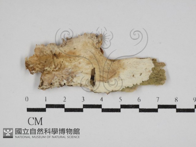 登錄號:F0030564藏品圖，第1張