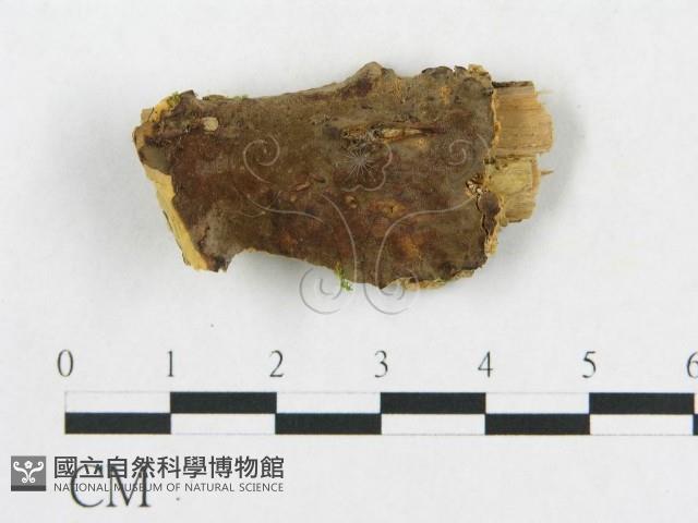 登錄號:F0006564藏品圖，第1張