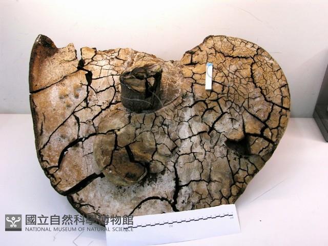 金邊纖孔菌藏品圖，第1張